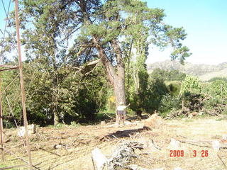 Heavy leaner oldman pine being backpulled