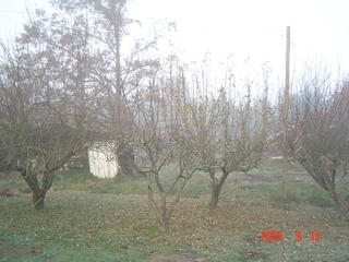 fruit tree pruning canterbury rotheram