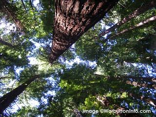 Canopy of the Redwood Forest