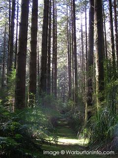 The Redwood Forest - (California Redwood or Coast Redwood) Cement Creek Road, East Warburton VIC 3799