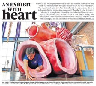 Whale Heart life size model arrives in New Bedford Whaling Museum