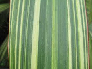 Close up of variegated flax leaf