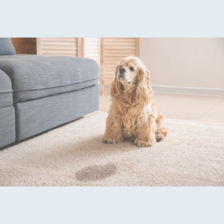 Pet Stain & Odour Remover