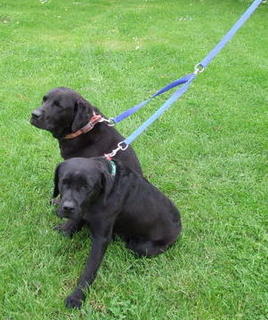 Lead - Twin extension  - medium size dog