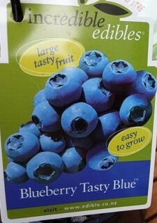 Blueberry, Tasty Blue