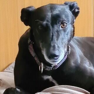 Minty the Greyhound