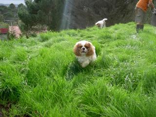 I love running through the grass