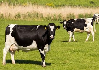 Homeopathic remedies for post calving by Agripathics