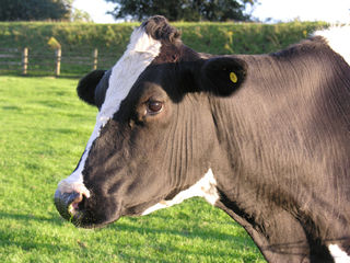 Milk Fever in Cows - Symptoms & Remedies New Zealand