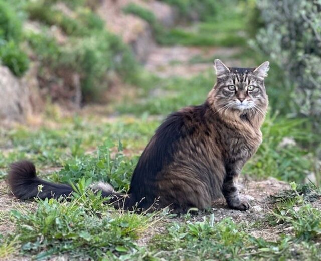 Tiger and his Cancer journey