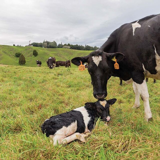 How homeopathic remedies are improving herd health and reducing vet bills on this large-scale dairy operation