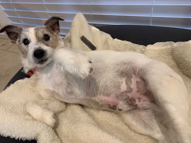 Jasper's skin Infection