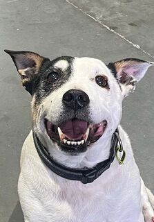 Boof’s recovery from recurring skin tumours
