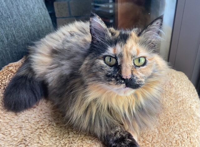Misty