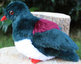 New Zealand Pigeon - Kereru