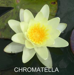 Chromatella_1