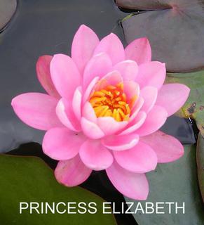 Princess_Elizabeth