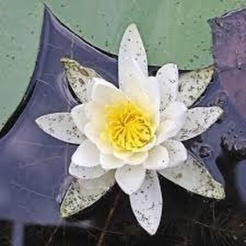 Water Garden Pests - Insects, Bugs and Animals