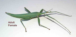 Children's Stick Insects Again in Stock