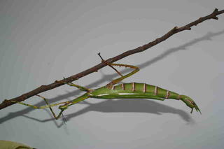 Goliath Stick Insects Again Available