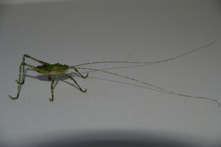 Giant Forest Katydids now back in stock.