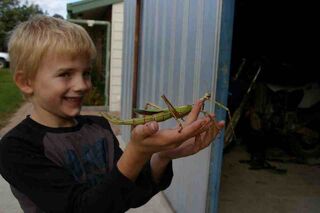 Goliath Stick Insects Now Available