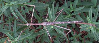 SHORT TIME SPECIAL- one or two free juvenile male titans with any Titan Stick Insect order