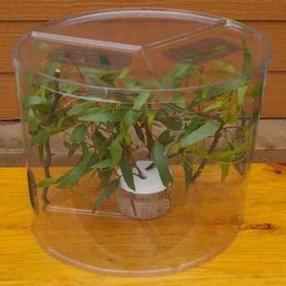 Enclosure Kit with  a pair of Juvenile Strong Stick Insects