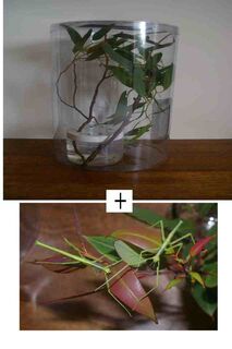 Start Up Kit with a pair of Juvenile Strong Stick Insects