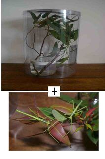 Start Up Enclosure with a 2 female juvenile strong stick insects