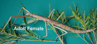 Wuelfing's Stick Insect - Female Juvenile