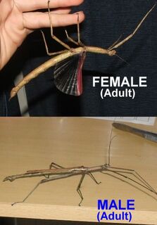 Strong Stick Insect  - Juvenile pair, one male, one female