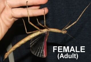 Strong Stick Insect Female Juvenile