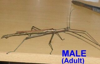 Strong Stick Insect Male Juvenile