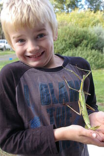 Goliath Stick Insect Females now back in stock.