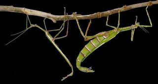 Goliath Stick Insects