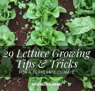 Plant Food: 29 Lettuce Growing Tips & Tricks for a Temperate Climate