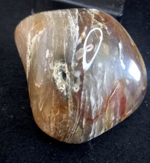 Large Polished Fossil Wood from North Island NZ