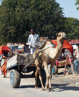 Pushkar, India.